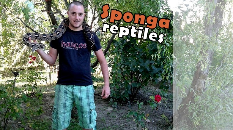 Sponga Reptiles